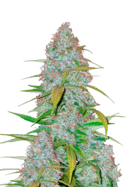 FBS05F9008 - FAST BUDS - CALIFORNIAN SNOW AUTO FEM | 5 SEMI