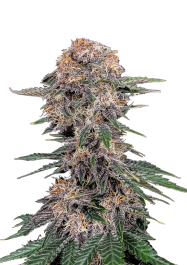 FBS50F9054 - FAST BUDS - CHERY COLA AUTO FEM | 50 SEMI