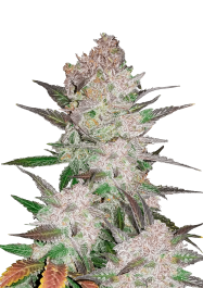 FBS01F9020 - FAST BUDS - CREAM COOKIES AUTO FEM | 1 SEME