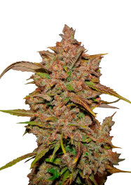 FBS05F9000 - FAST BUDS - CRYSTAL METH AUTO FEM | 5 SEMI
