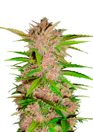 FBS100F9010 - FAST BUDS - FASTBERRY AUTO | 100 SEMI