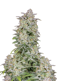 FBS25F9042 - FAST BUDS - FORBIDDEN RUNTZ AUTO FEM | 25 SEMI