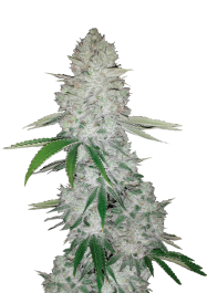 FBS10F9018 - FAST BUDS - GORILLA GLUE AUTO | 10 SEMI