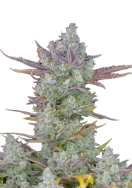 FBS10F0132 - FAST BUDS - GORILLA COOKIES AUTO FEM | 10 SAMEN