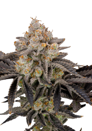 FBFFNA10005 - FAST BUDS - GORILLA COOKIES FAST FLOWERING FEM | 5 SEMI