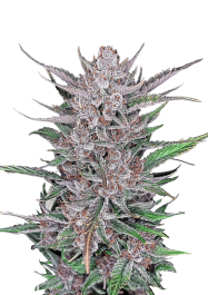 FBS03F9057 - FAST BUDS - GORILLA PUNCH AUTO FEM | 3 SEMI