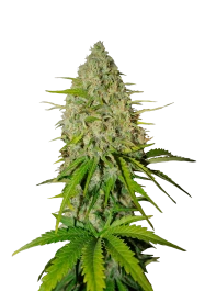 FBS03F9007 - FAST BUDS - GRAPEFRUIT AUTO FEM | 3 GRAINES