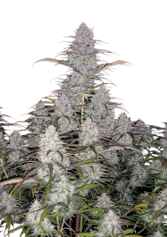 FBS01F9011 - FAST BUDS - GREEN CRACK AUTO | 1 SEME