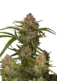 FB54002 - FAST BUDS - GUAVA AUTO FEM | 2 SEMI