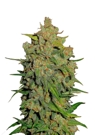 FBS01F9021 - FAST BUDS - LEMON AK AUTO | 1 SEME