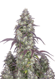 FBS10F0142 - FAST BUDS - LEMON PIE AUTO | 10 SEMI