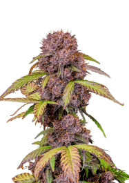 FB55025 - FAST BUDS - LEMON CHERRY COOKIES AUTO FEM | 25 SEMI