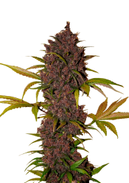 FBS03F9006 - FAST BUDS - LSD-25 AUTO | 3 SEMI