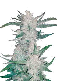 FBS05F9001 - FAST BUDS - MEXICAN AIRLINES AUTO | 5 SEEDS