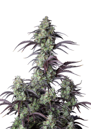 FBS05F9044 - FAST BUDS - MIMOSA CAKE AUTO FEM | 5 SEMI