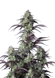 FBS05F9044 - FAST BUDS - MIMOSA CAKE AUTO FEM | 5 SEEDS