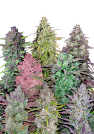 FBMXPA005 - FAST BUDS - MIX PACK AUTO FEM | 5 SEMI