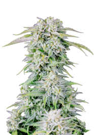 FBS25F9052 - FAST BUDS - ORIGINAL AFGHAN KUSH AUTO FEM | 25 SEMI