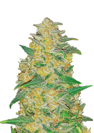 FBS01F9026 - FAST BUDS - ORIGINAL AK AUTO | 1 SEME