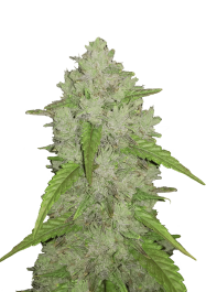 FBS03F9027 - FAST BUDS - ORIGINAL AMNESIA HAZE AUTO | 3 SEMI