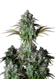 FBS01F9050 - FAST BUDS - ORIGINAL BIG BUD AUTO FEM | 1 SEME