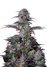 FBS100F9051 - FAST BUDS - ORIGINAL BLUEBERRY AUTO FEM | 100 SEMI