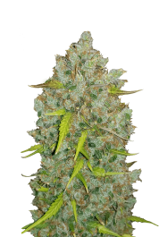 FBS03F9028 - FAST BUDS - ORIGINAL BUBBLEGUM AUTO | 3 SEMI