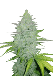 FBS05F9029 - FAST BUDS - ORIGINAL CHEESE AUTO | 5 SEMi