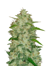 FBS03F9030 - FAST BUDS - ORIGINAL CHEMDAWG AUTO | 3 SEMi