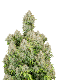 FBS03F9049 - FAST BUDS - ORIGINAL CINDERELLA AUTO FEM | 3 SEMI