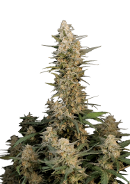 FBS02F9031 - FAST BUDS - ORIGINAL CRITICAL AUTO | 2 SEMI