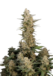 FBS03F9031 - FAST BUDS - ORIGINAL CRITICAL AUTO | 3 SEMILLAS