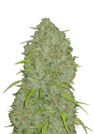 FBS25F9032 - FAST BUDS - ORIGINAL JACK HERER AUTO | 25 SEMI