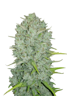 FBS50F9033 - FAST BUDS - ORIGINAL NORTHERN LIGHTS AUTO | 50 SEMI