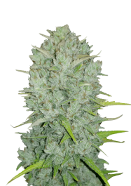 FBS01F9033 - FAST BUDS - ORIGINAL NORTHERN LIGHTS AUTO | 1 SEME