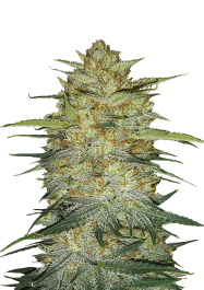 FBS10F9034 - FAST BUDS - ORIGINAL OG KUSH AUTO | 10 SEMI