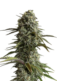 FBS05F9036 - FAST BUDS - ORIGINAL SKUNK AUTO | 5 SEMI