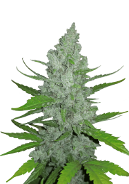 FBS01F9037 - FAST BUDS - ORIGINAL SOUR DIESEL AUTO | 1 SEME
