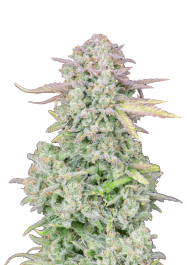 FBS50F9048 - FAST BUDS - ORIGINAL TRAINWRECK AUTO FEM | 50 SEMI