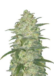 FBS03F9038 - FAST BUDS - ORIGINAL WHITE WIDOW AUTO | 3 SEMI