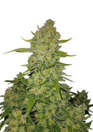 FB56050 - FAST BUDS - PAPAYA COOKIES AUTO FEM | 50 SEMI