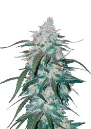 FBS03F9009 - FAST BUDS - PINEAPPLE EXPRESS AUTO | 3 SEMI