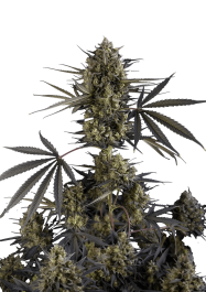 FB57003 - FAST BUDS - POUND CAKE AUTO FEM | 3 SEMI