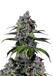 FBFFNA40005 - FAST BUDS - PURPLE LEMONADE FAST FLOWERING FEM | 5 SEMI