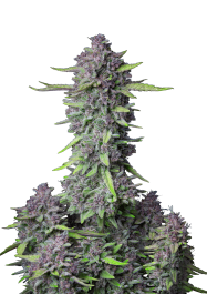 FBS10F9046 - FAST BUDS - PURPLE PUNCH AUTO FEM | 10 SEMI
