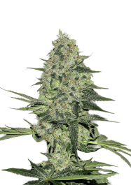 FBS05F9005 - FAST BUDS - RHINO RYDER AUTO | 5 SEMI