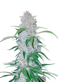FBS03F9012 - FAST BUDS - SIX SHOOTER AUTO | 3 SEMI