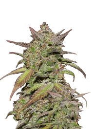 FBS10F9023 - FAST BUDS - SMOOTHIE AUTO | 10 SEMI
