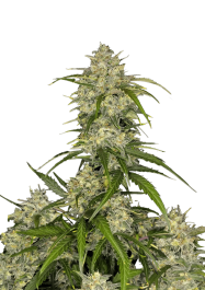 FB58002 - FAST BUDS - SOUR JEALOUSY AUTO FEM | 2 SEMI