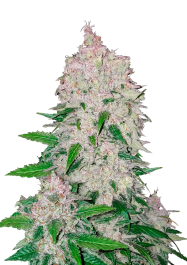 FBS03F9017 - FAST BUDS - STARDAWG AUTO | 3 SEMI